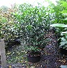 Prunus lauroc.'Herbergii'
